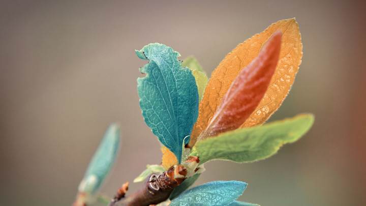 Colorful Leaves Closeup Photo
